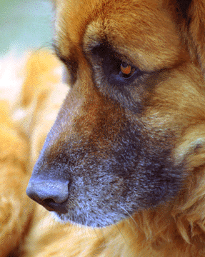 LEONBERGER 